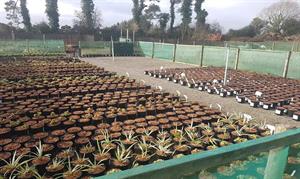 Credit: Kilmurry Nursery
